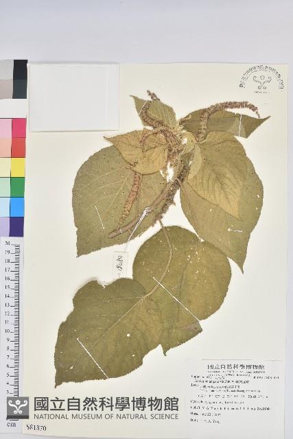 臺灣鐵莧藏品圖，第1張