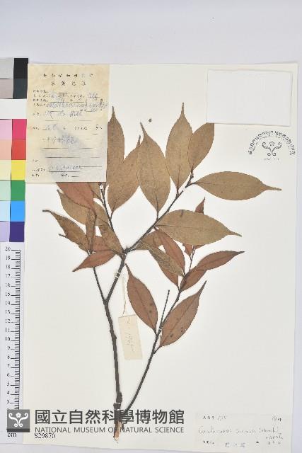 長尾栲、長尾柯、長尾尖葉櫧藏品圖，第1張