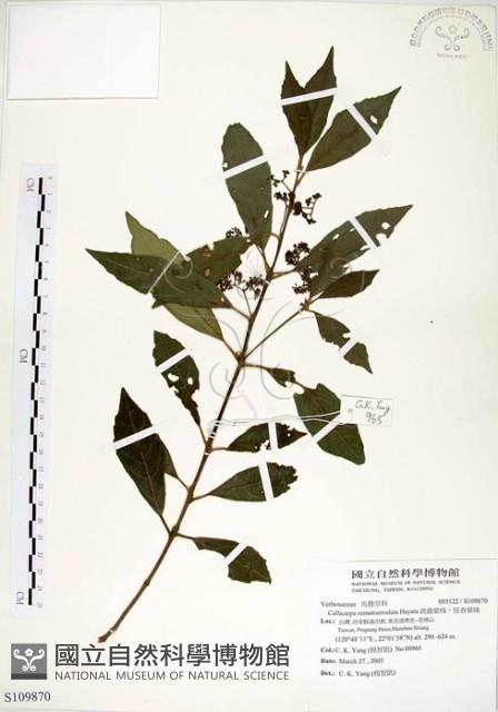 疏齒紫珠、恆春紫珠藏品圖，第1張