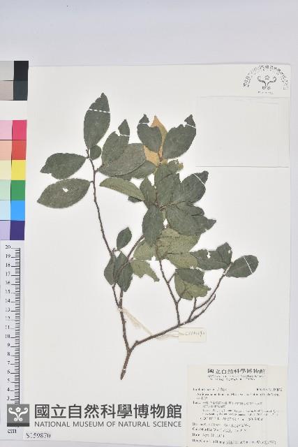 枯里珍藏品圖，第1張