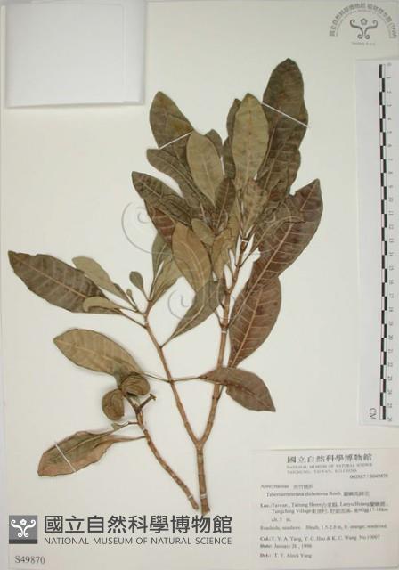 蘭嶼馬蹄花藏品圖，第1張