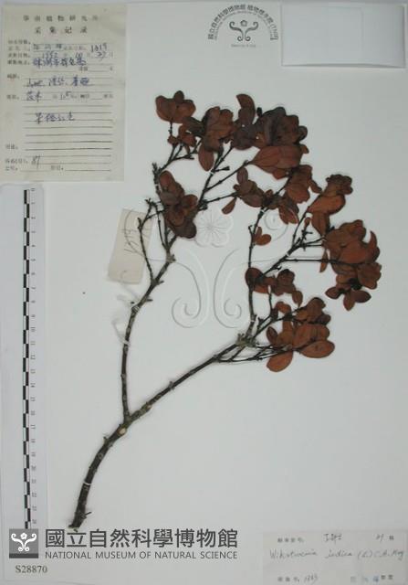 南嶺蕘花藏品圖，第1張