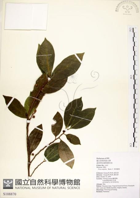 菲律賓榕藏品圖，第1張