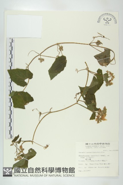 青牛膽藏品圖，第1張