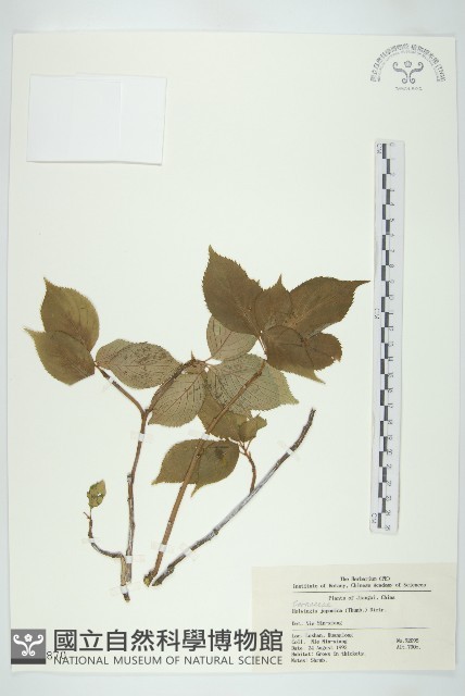 青莢葉藏品圖，第1張