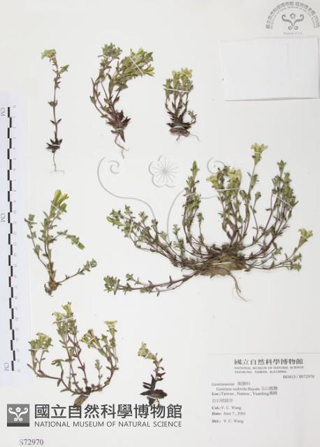 玉山龍膽藏品圖，第1張