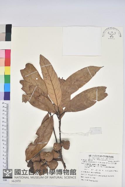 平頭石櫟藏品圖，第1張