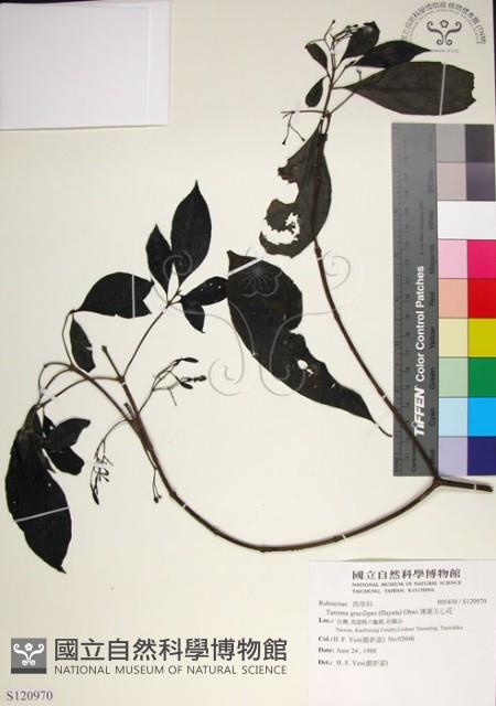 薄葉玉心花藏品圖，第1張