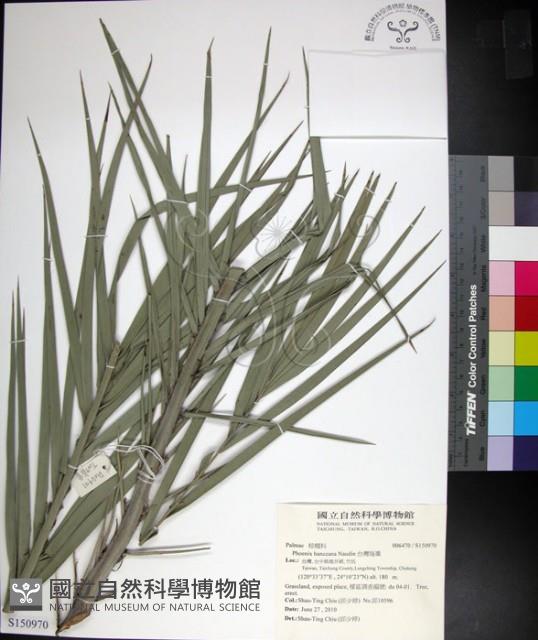 台灣海棗藏品圖，第1張