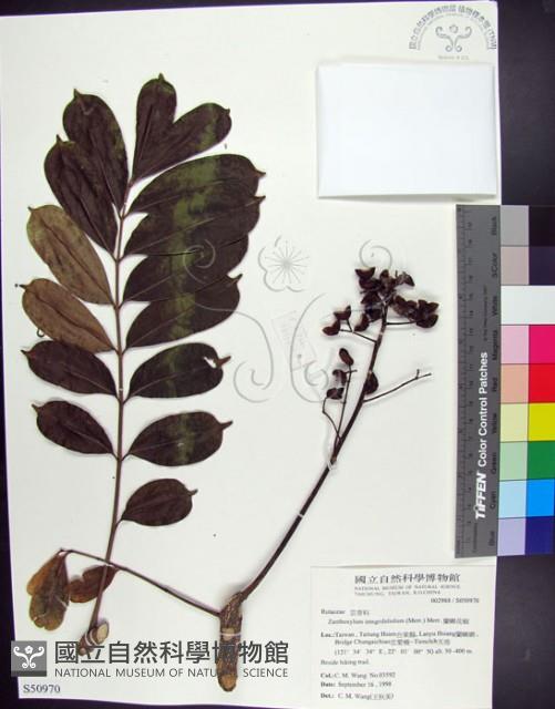 蘭嶼花椒藏品圖，第1張