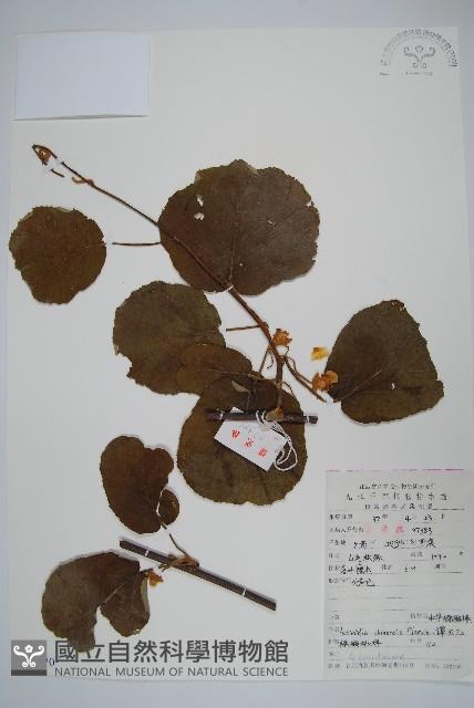 獼猴桃、奇異果藏品圖，第1張