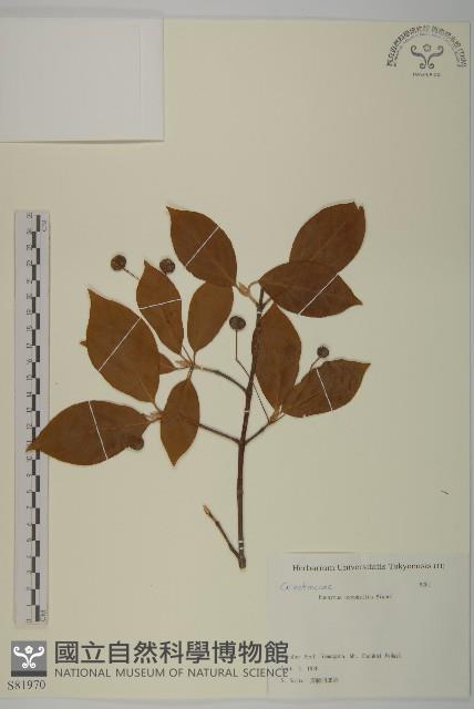 垂絲衛矛藏品圖，第1張