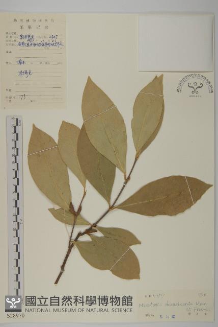 隱脈假衛矛藏品圖，第1張