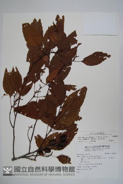 臺灣赤楊、臺灣榿木藏品圖，第1張