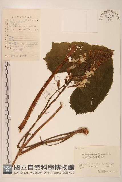 戟葉橐吾藏品圖，第1張