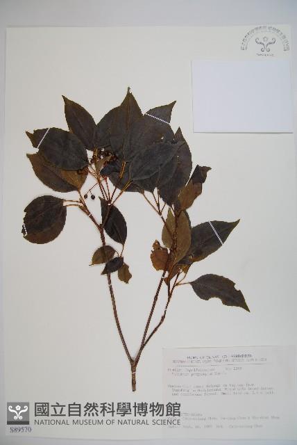 高山莢迷藏品圖，第1張