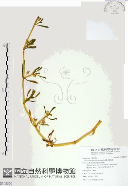 海馬齒藏品圖，第1張