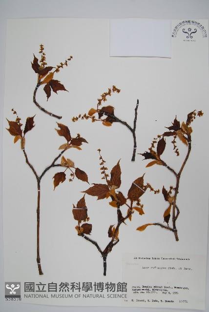 褐脈槭藏品圖，第1張