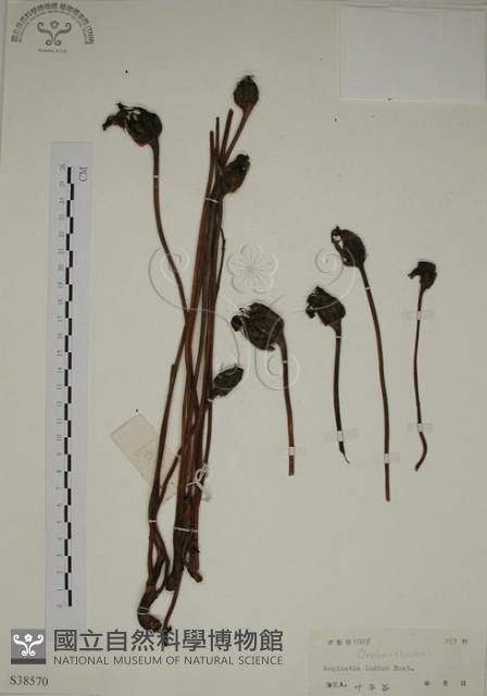 野菰藏品圖，第1張