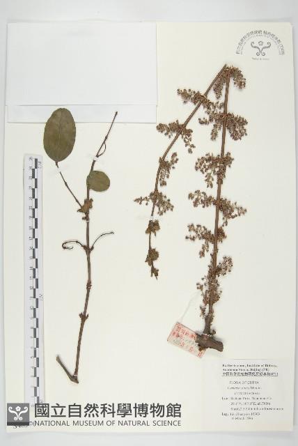 馬桑藏品圖，第1張