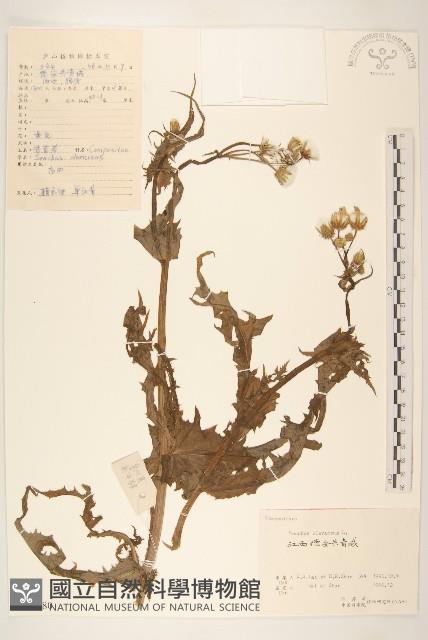 苦滇菜、苦菜藏品圖，第1張