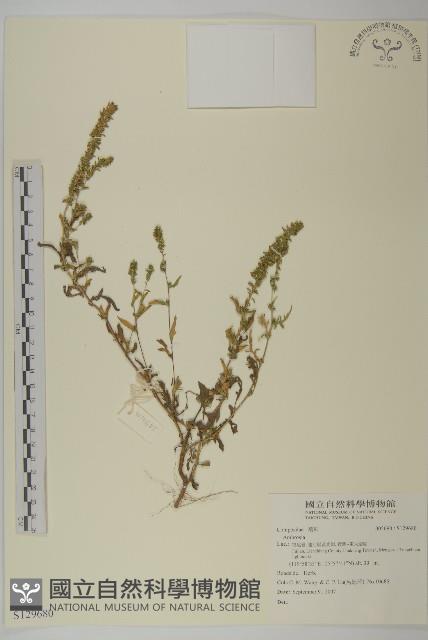 登錄號:S129680藏品圖，第1張