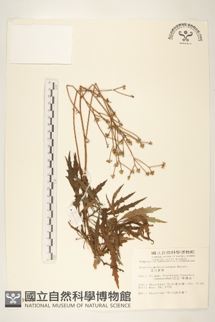 玉山黃菀藏品圖，第1張