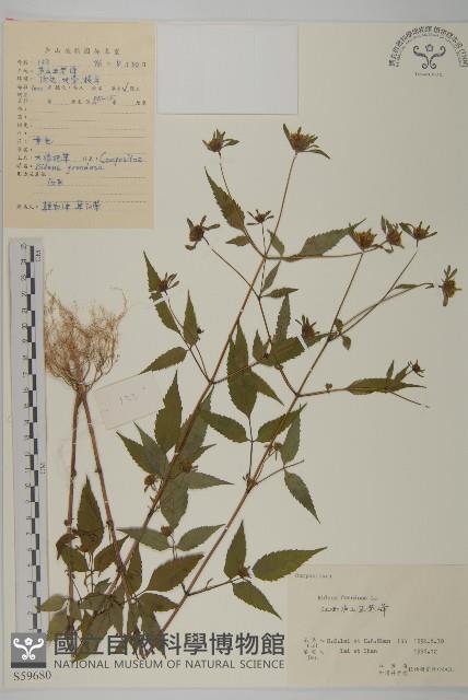 大狼把草藏品圖，第1張