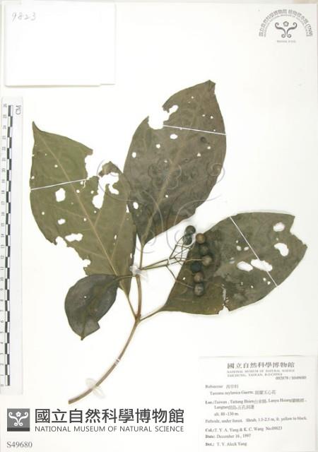 錫蘭玉心花藏品圖，第1張