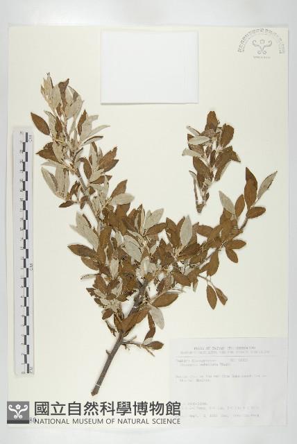 小葉胡頹子藏品圖，第1張