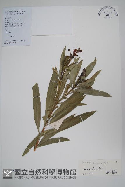 洋夾竹桃藏品圖，第1張