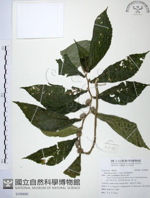 食用樓梯草藏品圖，第1張