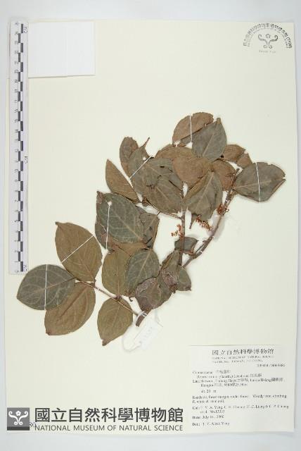 紅葉藤藏品圖，第1張