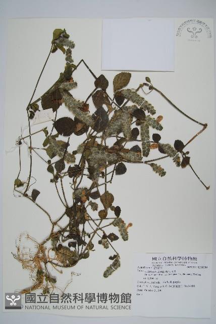 登錄號:S081080藏品圖，第1張