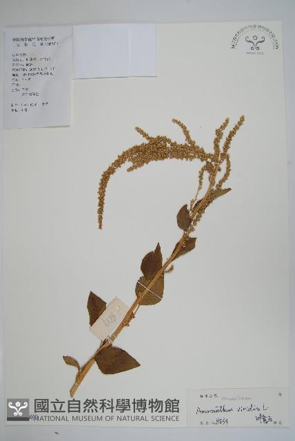 野莧菜藏品圖，第1張