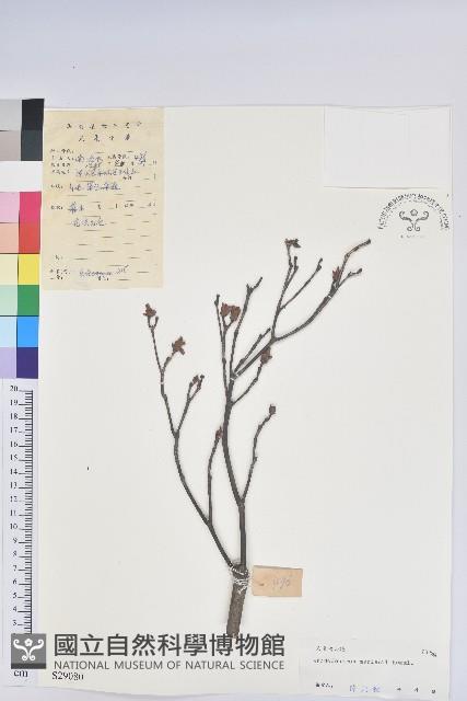 守城滿山紅、馬禮士杜鵑藏品圖，第1張