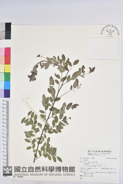 登錄號:S119080藏品圖，第1張