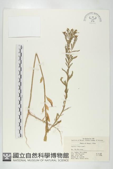 獨行菜藏品圖，第1張