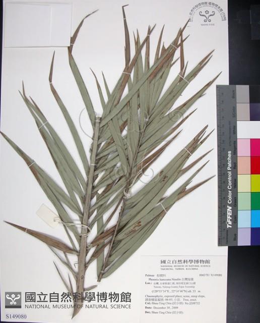 台灣海棗藏品圖，第1張