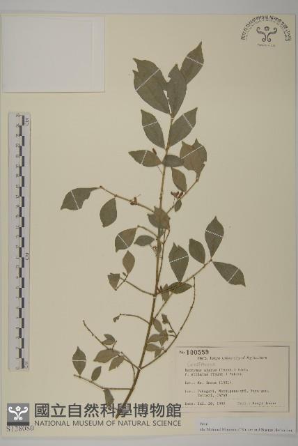 齒毛衛矛藏品圖，第1張