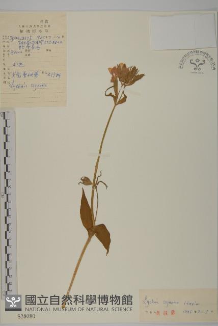 淺裂剪秋蘿藏品圖，第1張