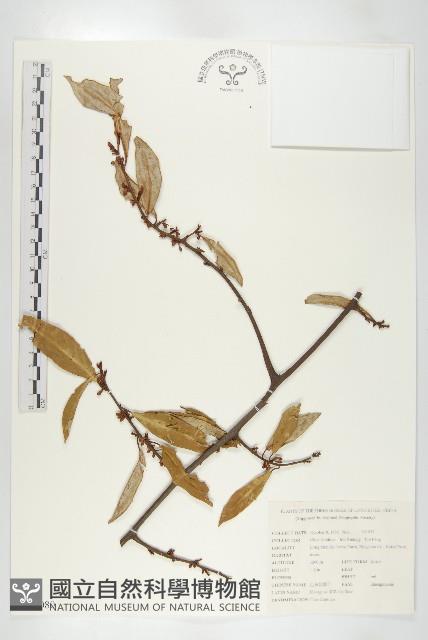 巴東胡頹子藏品圖，第1張