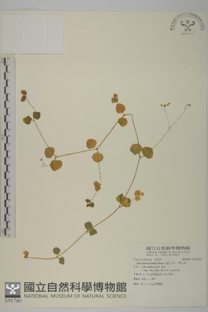 荷蓮豆草、菁芳草藏品圖，第1張