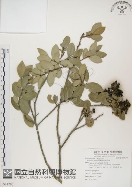 魯花樹藏品圖，第1張