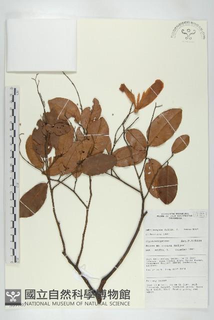 登錄號:S069780藏品圖，第1張