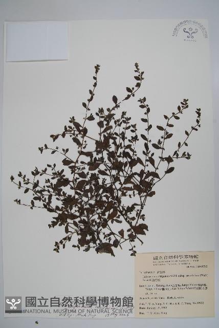 細纍子草藏品圖，第1張