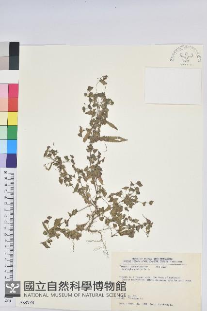 鐵莧菜藏品圖，第1張