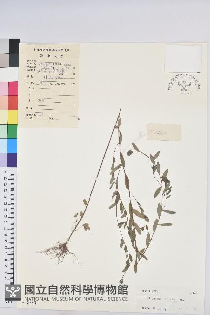 登錄號:S028780藏品圖，第1張