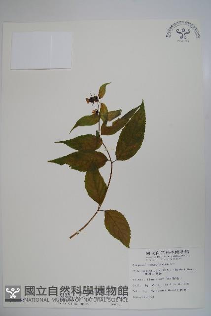 台灣土黨參藏品圖，第1張