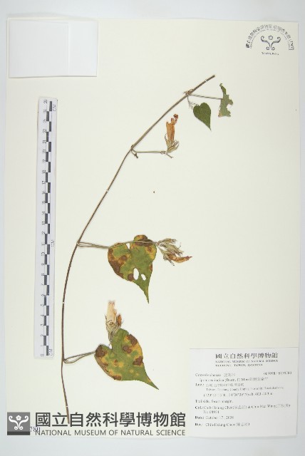 銳葉牽牛藏品圖，第1張